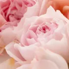 当サロンの特徴